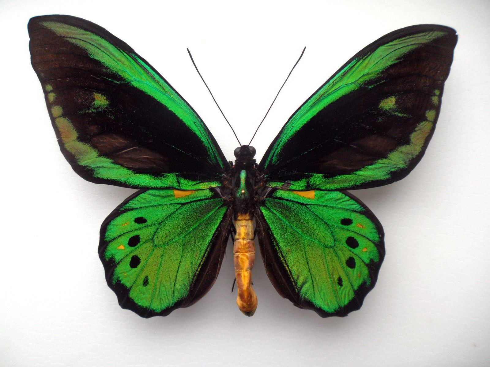 ORNITHOPTERA PRIAMUS PRIAMUS MALE ABERRATION CERAM INDONESIA (Internet Image property of respective owner, non-commercial use only)